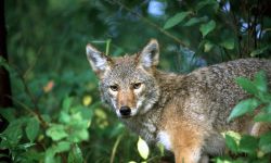 A coyote peeks out from the brush in the woods
