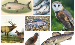 A collage of different animals. 