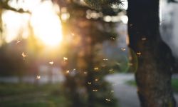 Many mosquitoes at sunset.