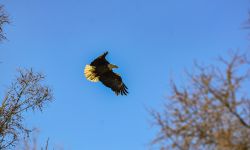Eagle flying in the air.
