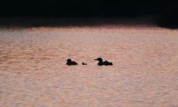Fe and her chicks are swimming in a lake.