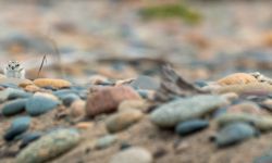 Two piping plovers walk around the rocky ground. 