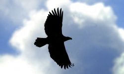 An eagle flying in the sky.