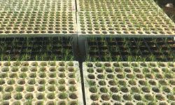 Rows of red pine seedlings. 