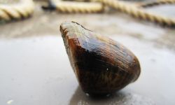 snuffbox mussel