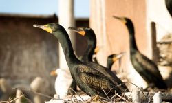 cormorants on a ship 