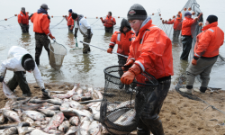 Asian carp