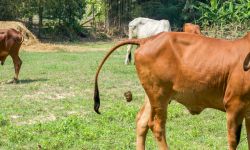 cow poo
