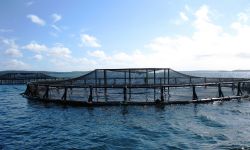 Ocean fish farm