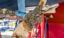 quagga mussel invasion