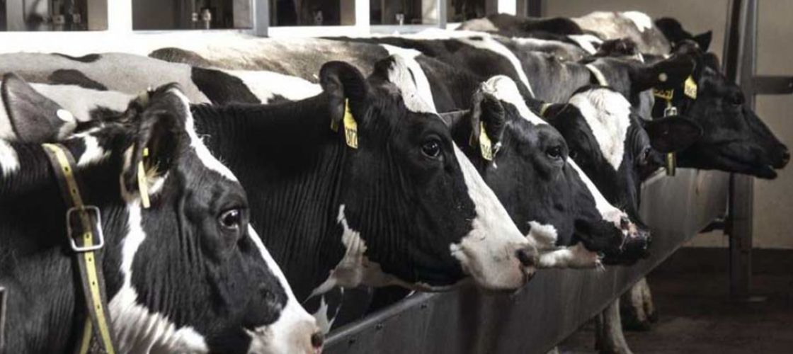 row of cows