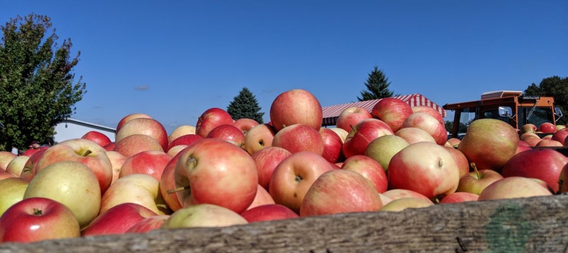 Apples