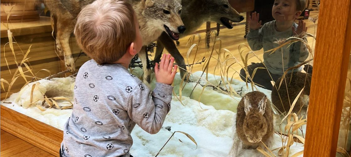 A little boy looking at a display. 