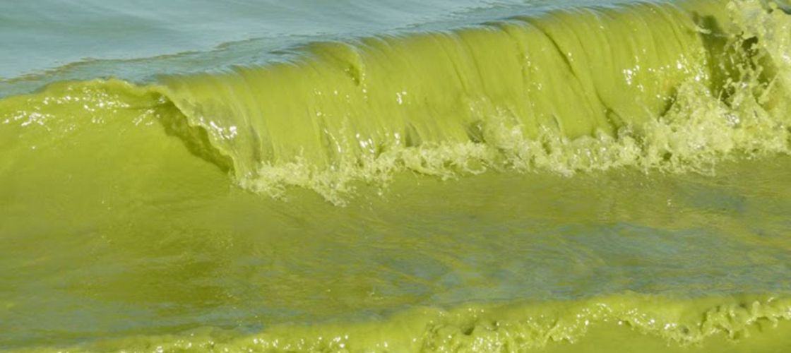 Green algae in Lake Erie.