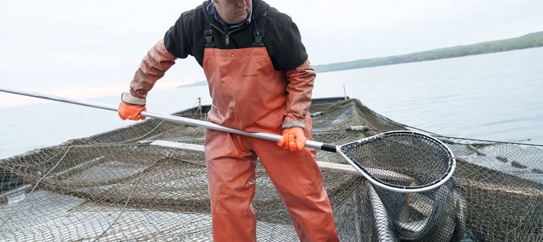 Joel Petersen carries a net of whitefish. He is wearing orange overalls.