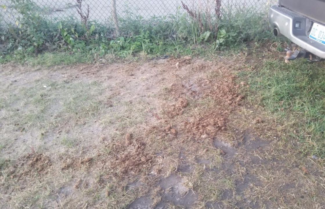 turkey poo turkey poo